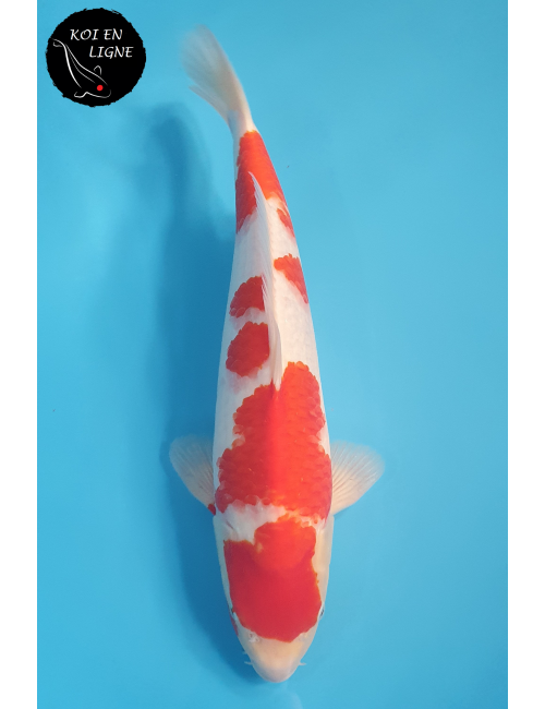 Kohaku