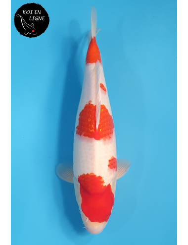 Kohaku