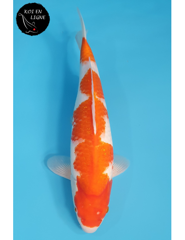 Kohaku