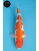 Kohaku