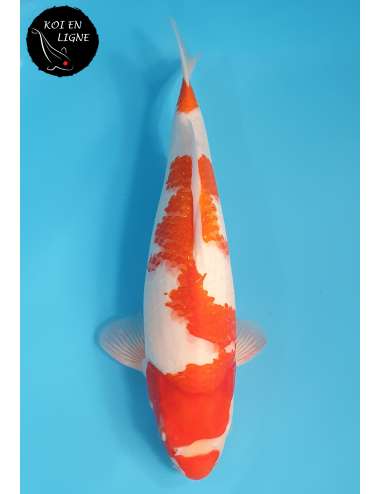Kohaku