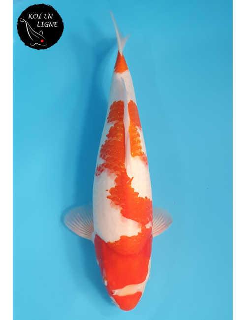 Kohaku