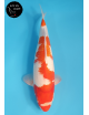 Kohaku