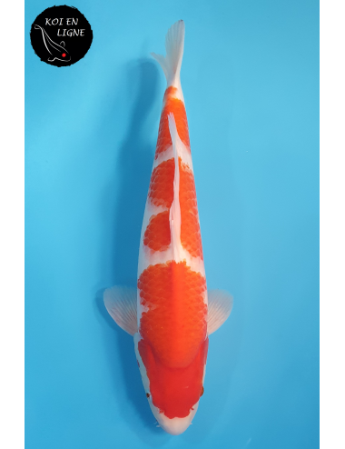 Kohaku