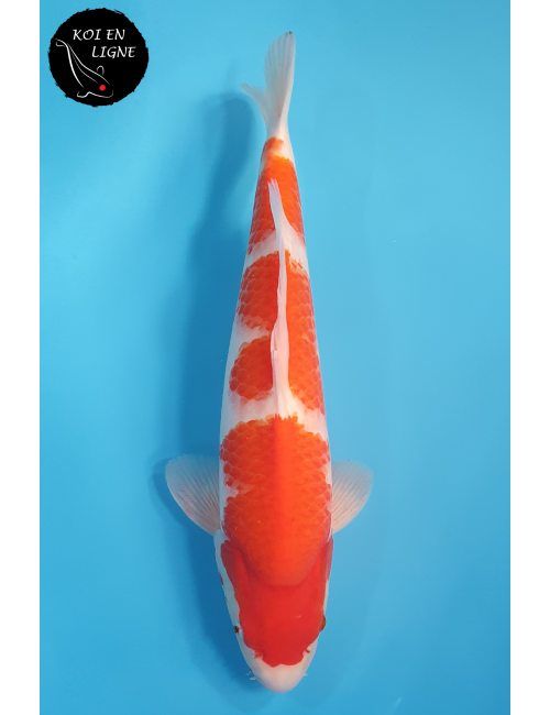 Kohaku