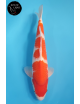 Kohaku