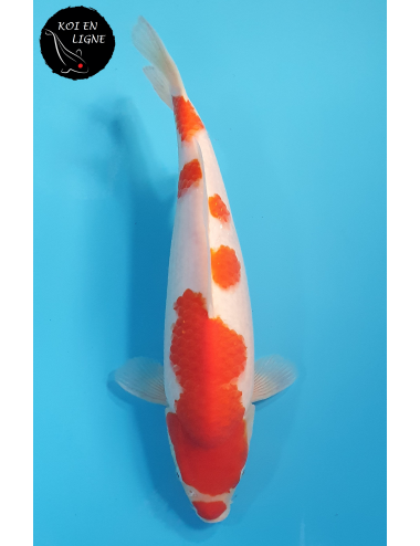 Kohaku