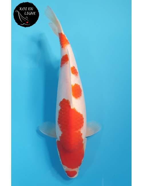 Kohaku