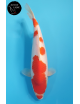 Kohaku