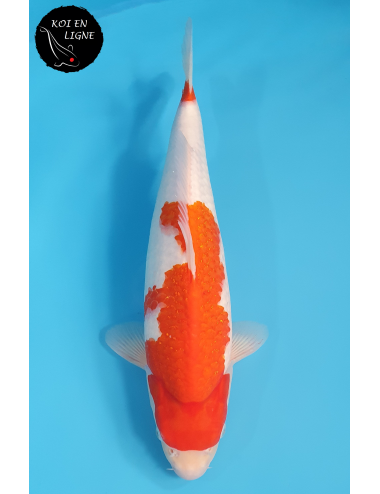 Kohaku
