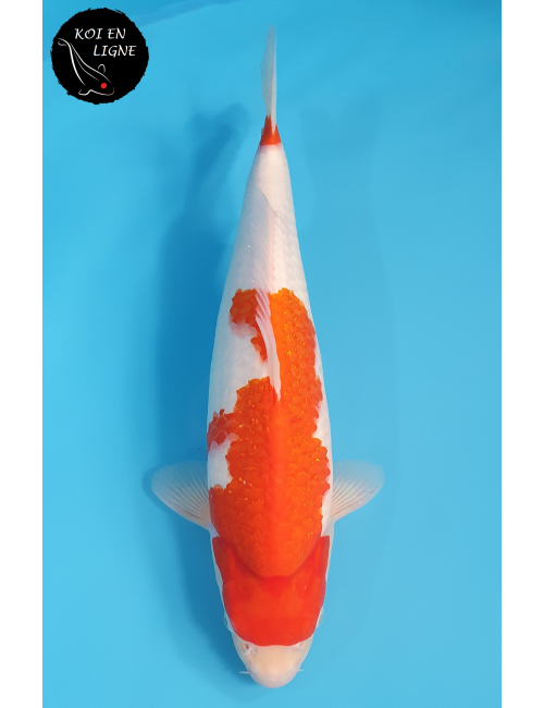 Kohaku