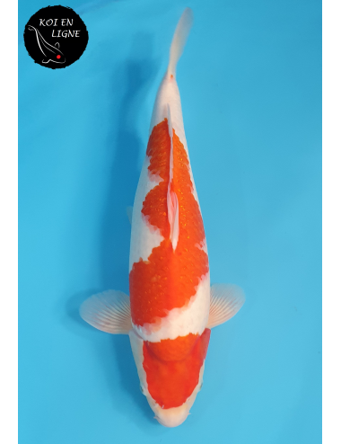 Kohaku