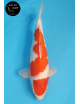 Kohaku