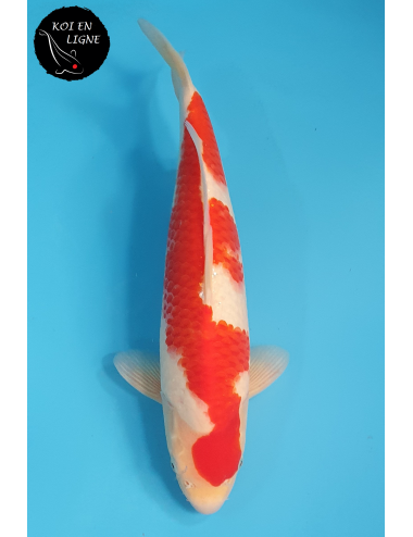 Kohaku