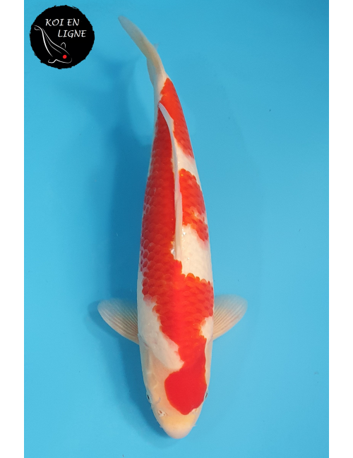 Kohaku