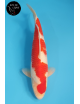 Kohaku