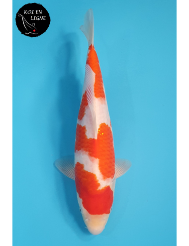 Kohaku