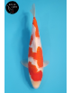 Kohaku