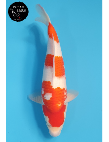 Kohaku
