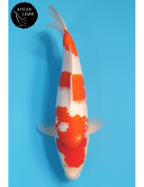 Kohaku