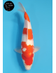 Kohaku