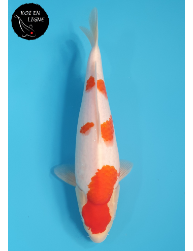 Kohaku