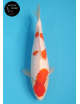 Kohaku