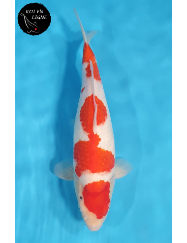 Kohaku