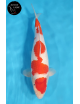 Kohaku