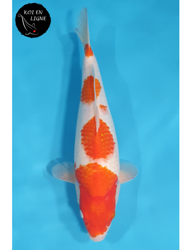 Kohaku