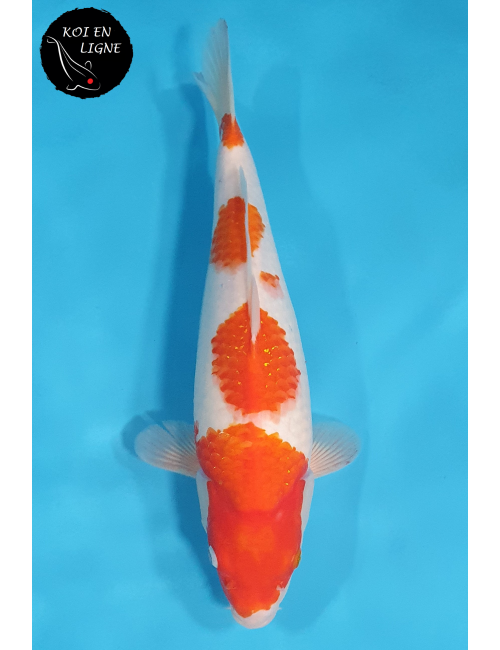 Kohaku