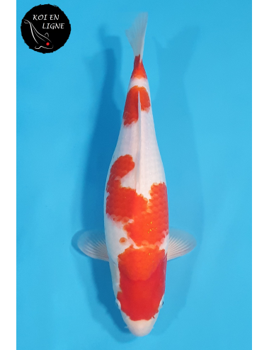 Kohaku