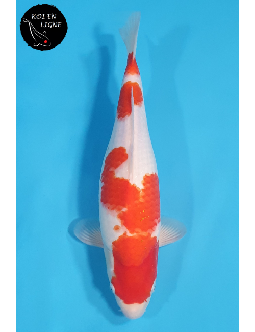Kohaku