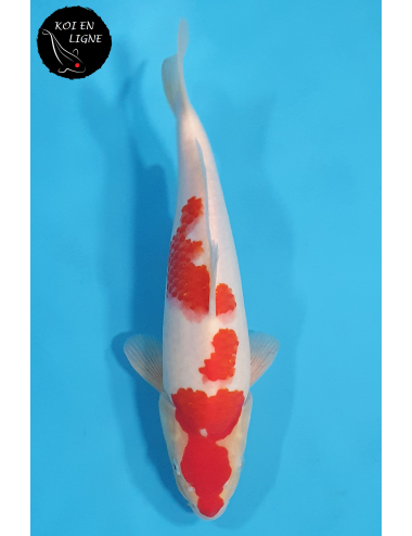 Kohaku