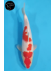 Kohaku
