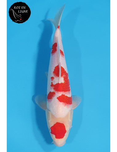 Maruten Kohaku