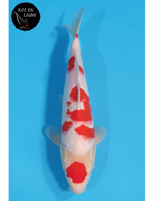 Maruten Kohaku