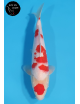 Maruten Kohaku