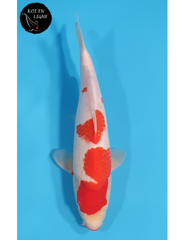 Kohaku