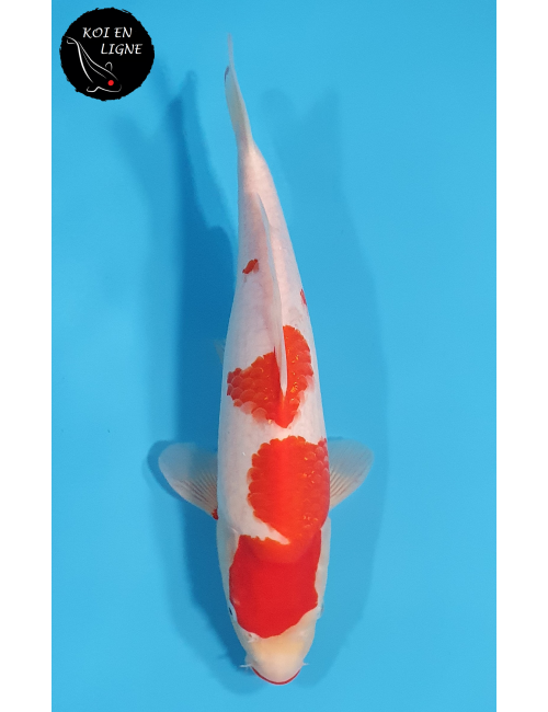 Kohaku
