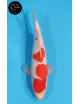 Kohaku