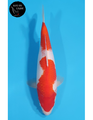 Kohaku