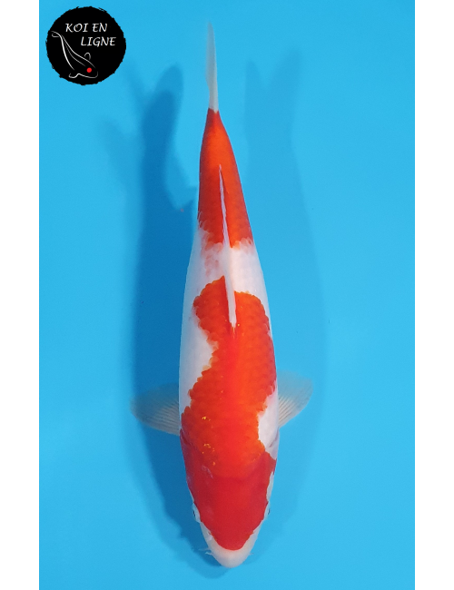 Kohaku