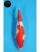 Kohaku