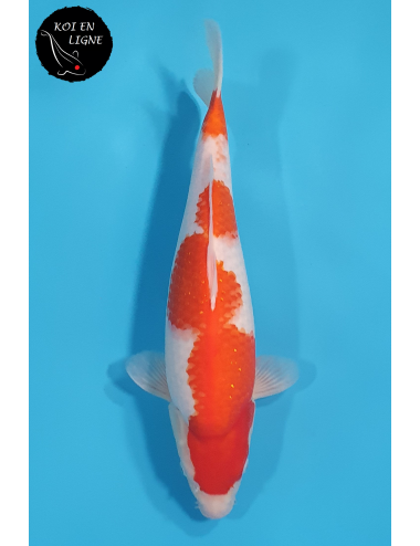 Kohaku