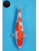Kohaku