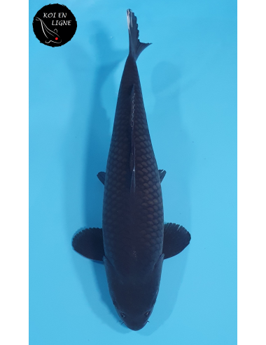 Karasugoi