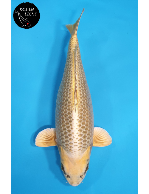 Botan Lignée Dainichi