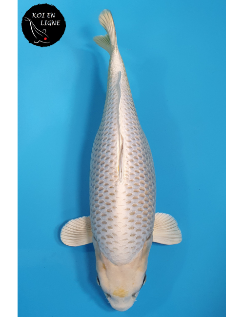 Botan Lignée Dainichi