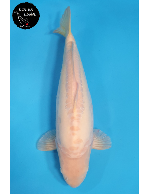 Doitsu Karashigoi lignée Marudo